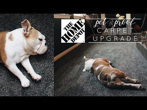 Making the switch! | PetProof Carpet with Home Depot
