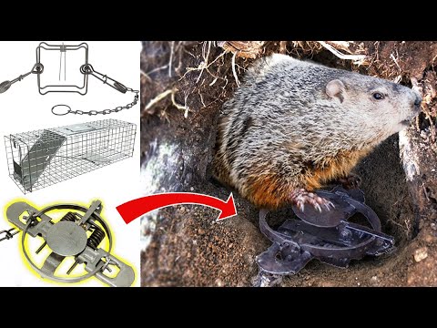 The Best Traps for Groundhogs and How To Use Them