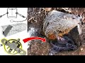 The Best Traps for Groundhogs and How To Use Them