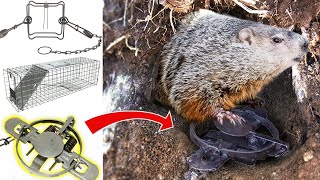 The Best Traps for Groundhogs and How To Use Them