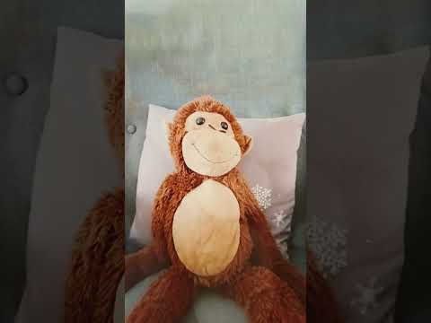 ... and the winner is ... #ape #champion #ki #affe #funny #affenvideo #queen #winner #king