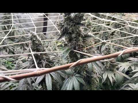 Cd… z życia Mopsowych pestek