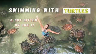 I got BITTEN by a Turtle! Swimming with turtles in ZANZIBAR ( 4K )