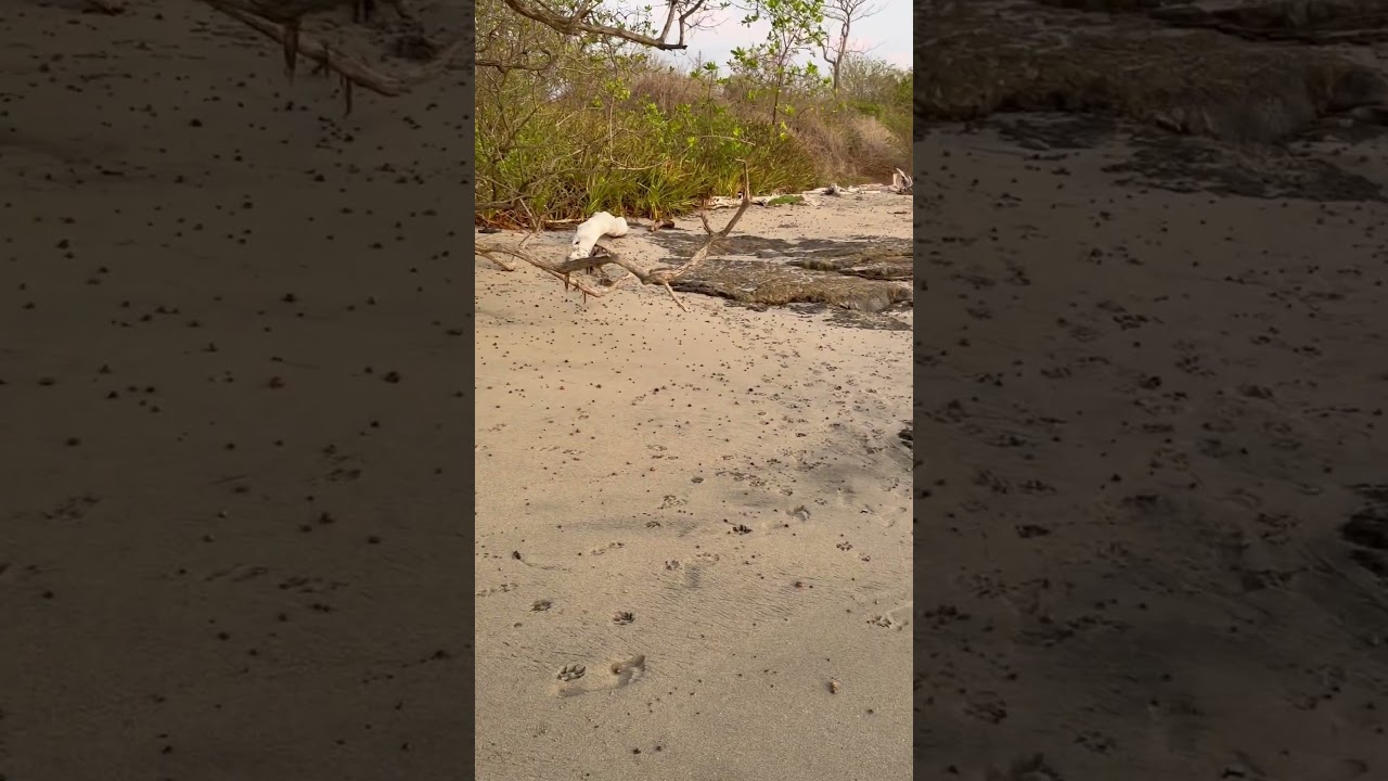 Millions of them on the beach 🙈 #crabs #nature #fact