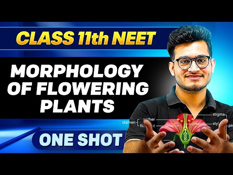 MORPHOLOGY OF FLOWERING PLANTS in ONE SHOT || All Concepts, Tricks & PYQ || Ummeed NEET