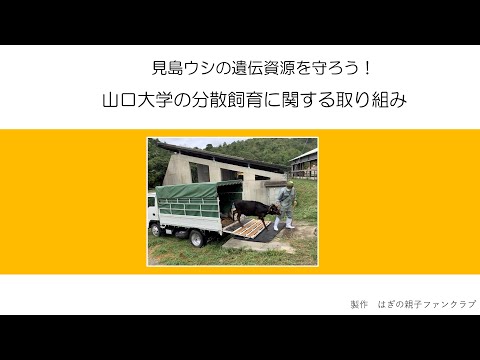 見島ウシ紹介動画ができました