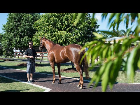 2019 Gold Coast National Broodmare Sale - Day 2