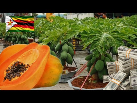 How Much Money A Farmer Can Make Growing 1 Hectre Of Papaya In Zimbabwe
