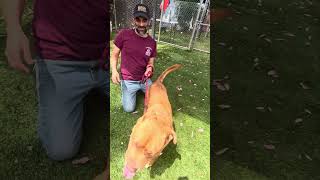 Video preview image #1 Mutt Puppy For Sale in Pasadena, CA, USA