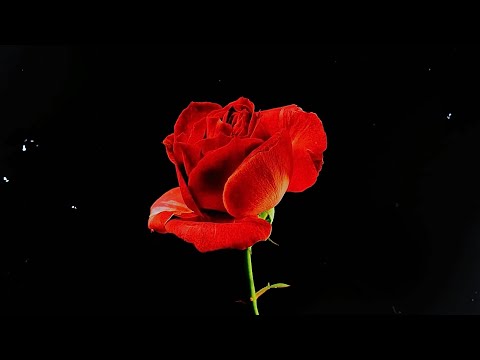 Angie Corine - Pétalos 🥀 (feliz san Valentín, M)