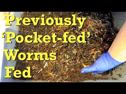 Previously 'pocket-fed' Euro nightcrawler worms checked on after 13 days - vermicompost