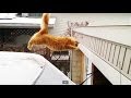 Waffles The Terrible - Funny Cat Fails Epic Jump ...