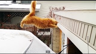 Waffles The Terrible - Cat Fails Jump From Snow-Covered Car (HD)