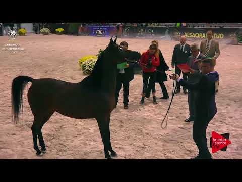 N.181 POTENTILLA - Verona 2017 - 4-6 Years Old Mares (Class 7)