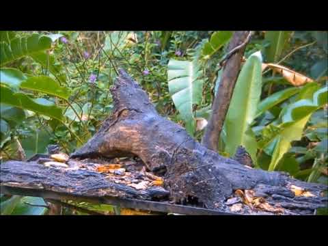 Panama Fruit Feeder Cam at Canopy Lodge Cornell Lab - Pillangó
