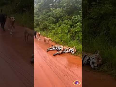 onça se fingiu de morta e pegou o cachorro.