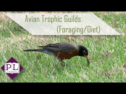 Avian Trophic Guilds: Bird Foraging Guilds by Diet - Polymath Library