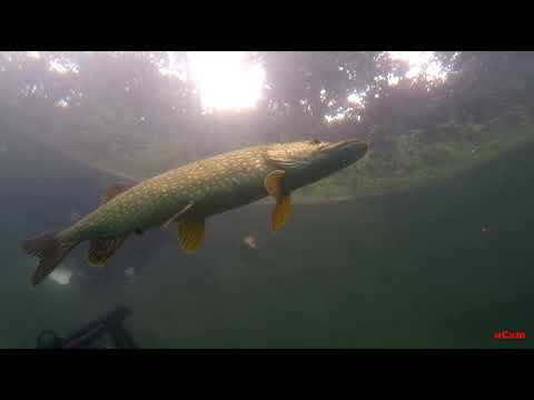 Duikclub Barracuda - Carrière de Barges Doornik Close encounters1