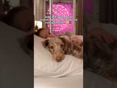 Kommentiere “RUHE“ wenn dein Hund solche Ohrenschützer braucht.🐶✨#hund #hundeschutz  #silvesterhund