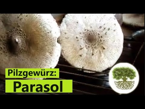 Gewürzpilze herstellen - Parasol als Gewürz nutzen