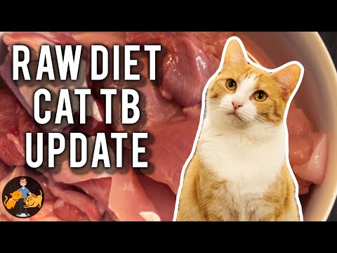 Cat Tuberculosis + Raw Diet Risk Update (should you be worried?) - Cat Health Vet Advice