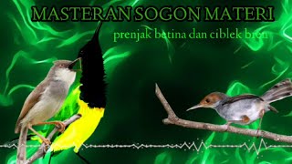 Download lagu MASTERAN SOGON MATERI, prenjak betina dan ciblek mp3 Download lagu MASTERAN SOGON MATERI, prenjak betina dan ciblek mp3