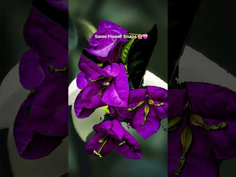 Some Flower Snaps 🌸💗 #gardening #gardeningideas #gardenflowers #flowertherapy #ytshorts