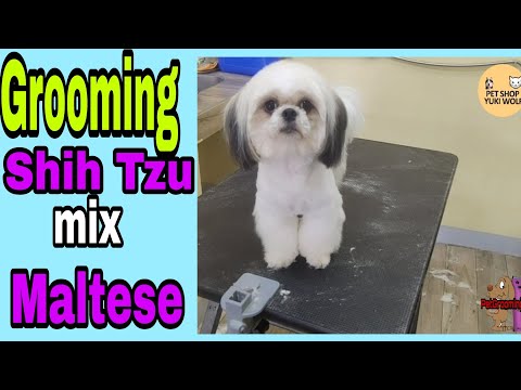 Grooming Shih Tzu Mix Maltese | Mj Farm Life