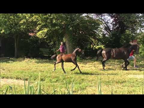 Hengstfohlen Benefit 2019