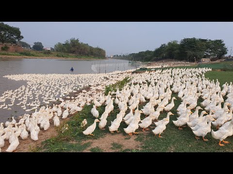 Ducks Raising Method, Duck song. Raising million Ducks on the River