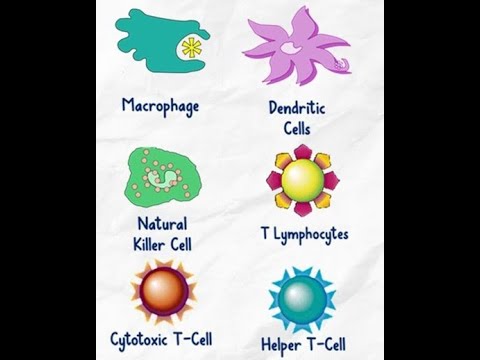 L1.10 Immunology: The birth of Cellular Immunity; The end of war between humoral & cellular Immunity - YouTube