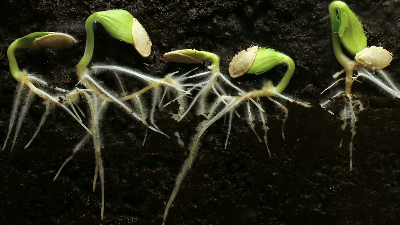 Plant growing time lapse   Free Stock Video without Watermark or Copyright