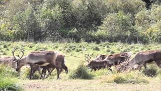 preview picture of video '【eos60d】トナカイ観光牧場,reindeer dude ranch'