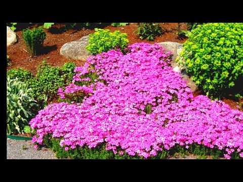 download lagu mp3 mp4 Sun Landscape, download lagu Sun Landscape gratis, unduh video klip Sun Landscape