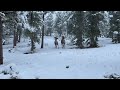 A Pair Of Young Bull Elk In The Snow By Gold Hill