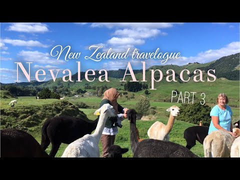 Travelogue : New Zealand ROADTRIP | Nevalea Alpacas, Taumarunui | motel room tour