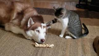 Cat bullies Husky