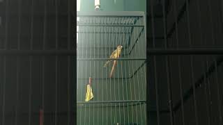 Download lagu Blacken, Silangan Blackthroat dan Kenari #kenari #Blacken #blackthroat mp3 Download lagu Blacken, Silangan Blackthroat dan Kenari #kenari #Blacken #blackthroat mp3