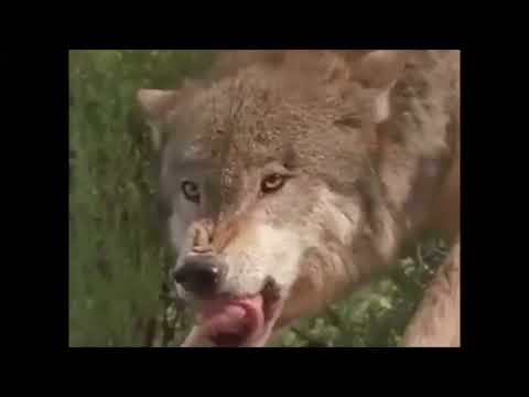 Puma humilla a lobo canadiense FACILMENTE Y EN SEGUNDOS