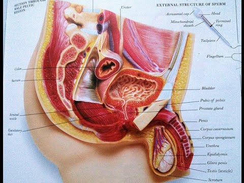 Benign Prostatic Enlargement