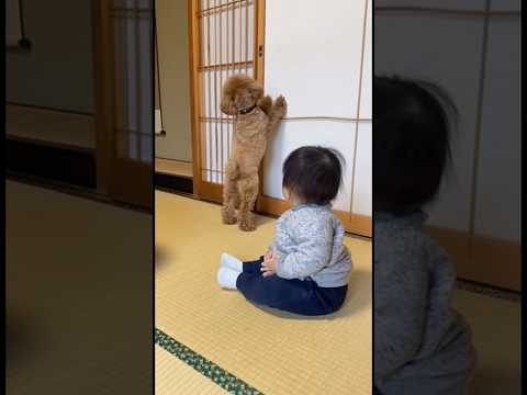 障子が開けれないトイプードルが選んだ行動とは。。。トイプードルの行動に赤ちゃん大爆笑！#dog #cute #baby #funny #funnyvideo #shortvideo #shorts