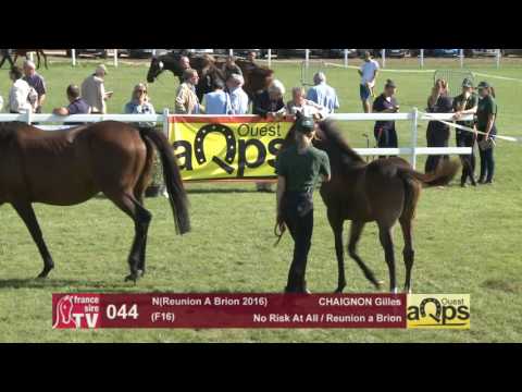 Show AQPS Le Lion 2016 : Lot 44 - N(Reunion A Brion 2016)