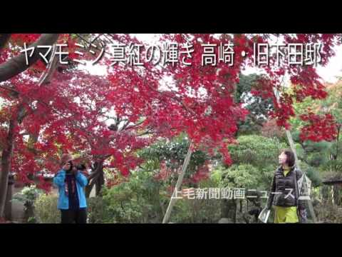 Resplandor carmesí de arce japonés Takasaki/antigua residencia Shimoda