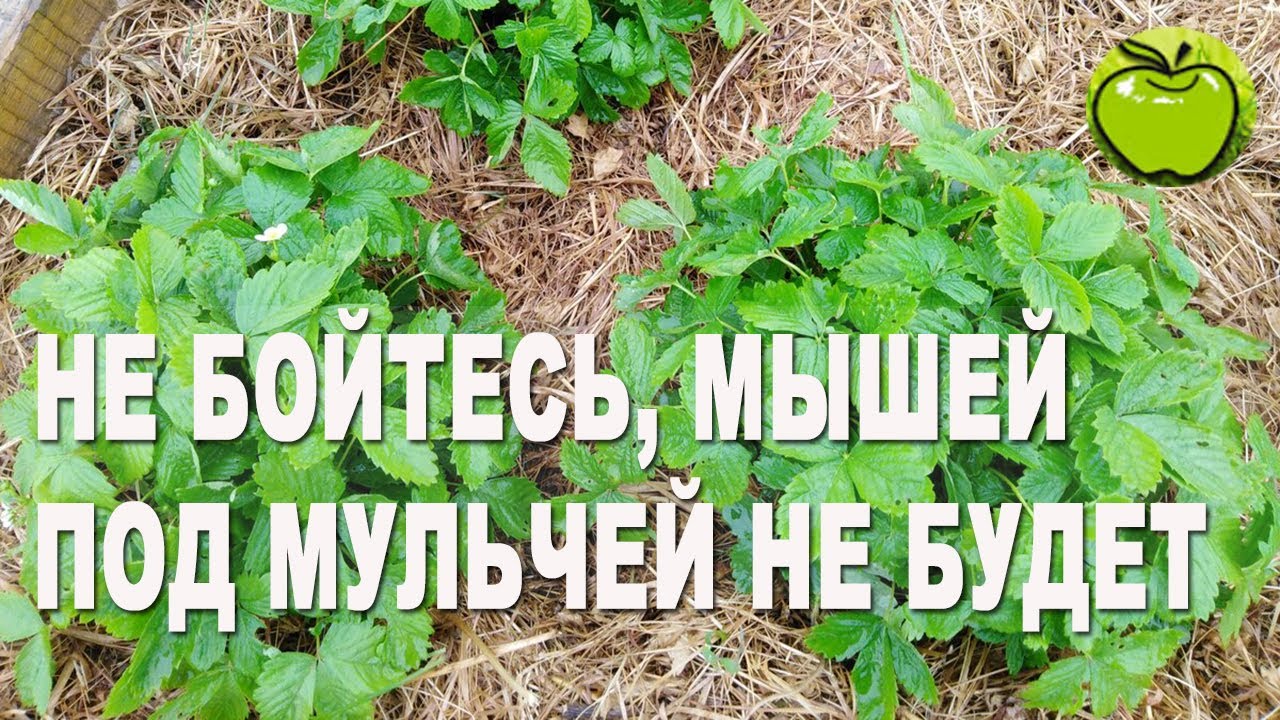 Грядки под мульчей из соломы. Мышей не будет