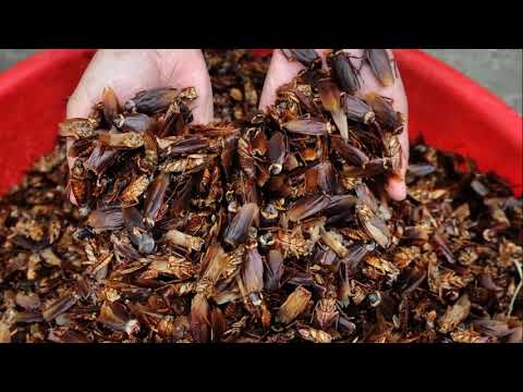 Knockdown Pest Control - Termite Treatment Sydney