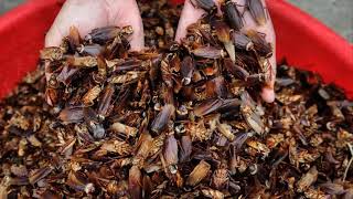 Knockdown Pest Control - Termite Treatment Sydney