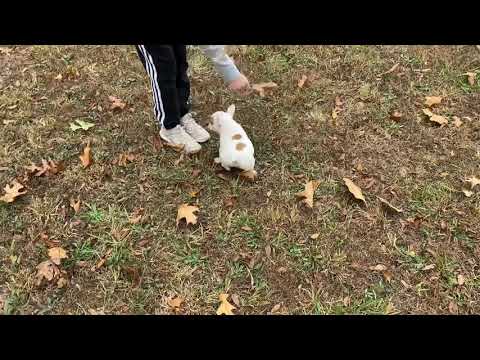 Mango playing in the leaves.