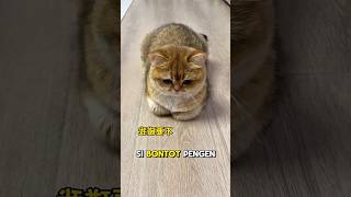 Download lagu The cat with the butt is given grass by the lady #catshorts #cutecats #cat mp3