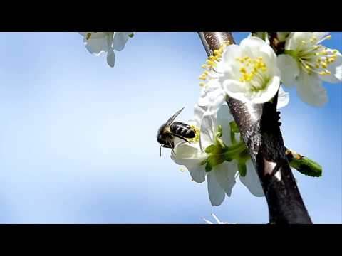 Nikos Ignatiadis - Beautiful spring