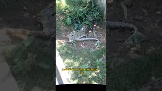 Download lagu Snake Vs Crocodile Who Wins mp3 Download lagu Snake Vs Crocodile Who Wins mp3